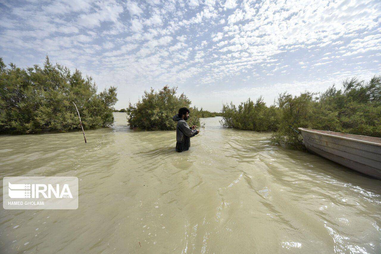 بازگشت حیات به تالاب بینالمللی هامون